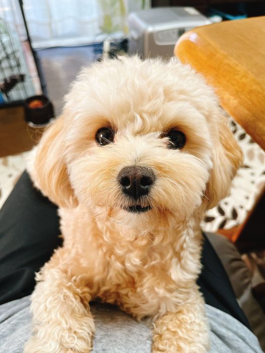 まっすぐな目で飼い主さんを見つめる犬