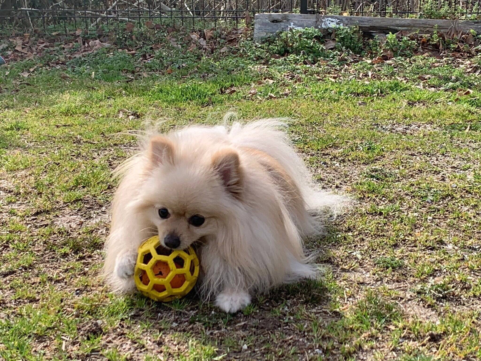 ドッグランでボール遊びをするおもちくん