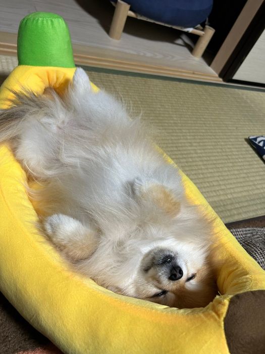 気持ちよさそうに眠るいぶきちゃん