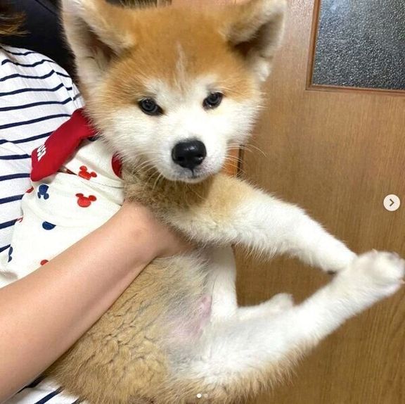 抱っこされる福くん