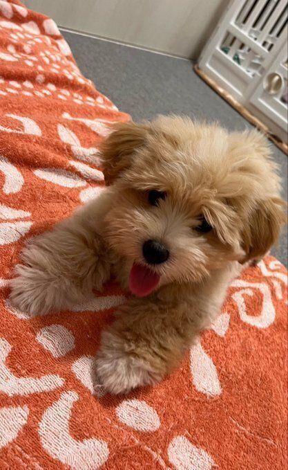生後3カ月の犬