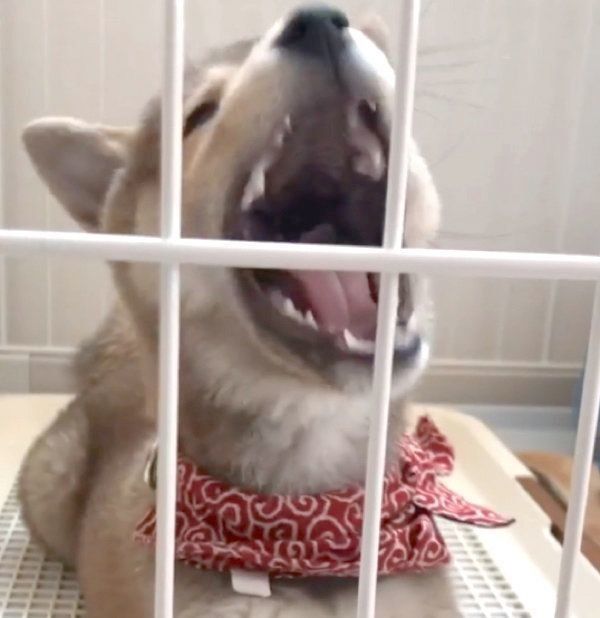 あくびをする福ちゃん