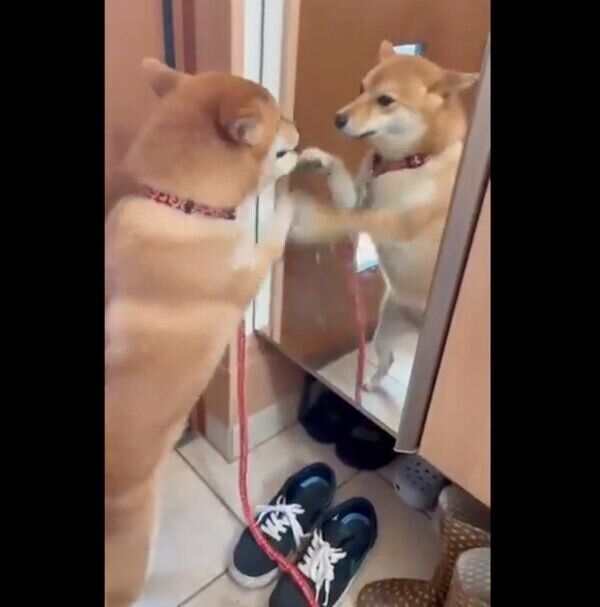 鏡に映る自分と闘うチロちゃん