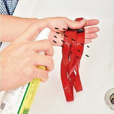 苦味スプレーをリードにたっぷり塗る