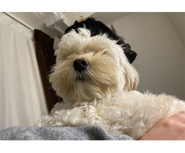 もふもふのくまくん