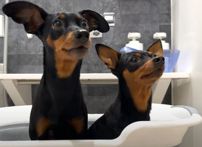 お風呂に入る犬