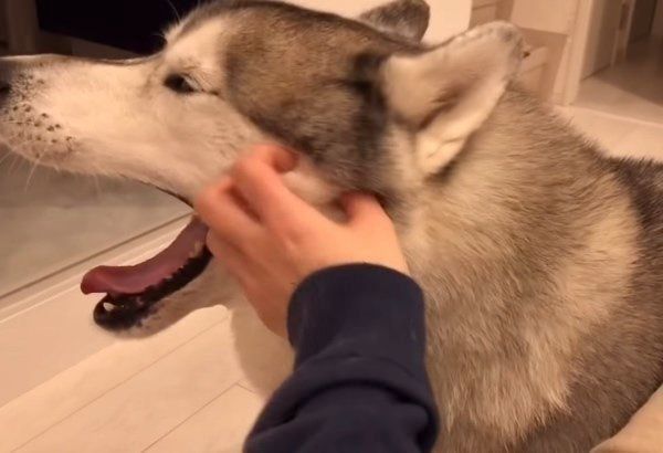 雑なお手をするシベリアン・ハスキー