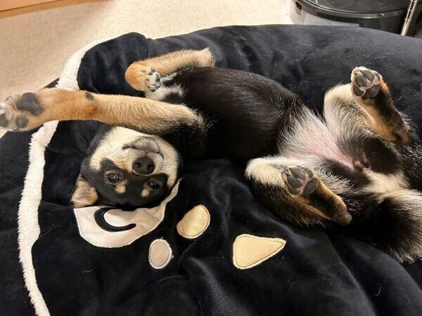 まったりするごまちゃん