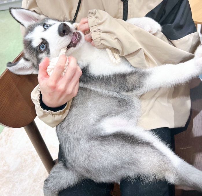 お迎えしたときのナイトくん