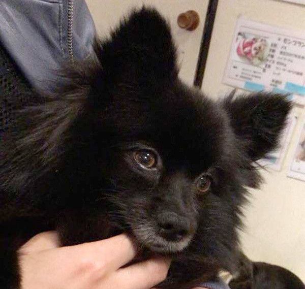 抱っこされる犬