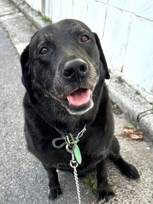 お散歩中のレオくん