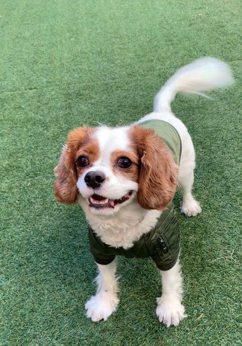 あの犬種も 元気で人懐っこい 猟犬グループ の犬たち いぬのきもちweb Magazine あの犬種も 元気で人懐っこい 猟犬グループ の犬たち いぬのきもちweb Magazine