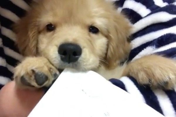 ゴールデン・レトリーバー