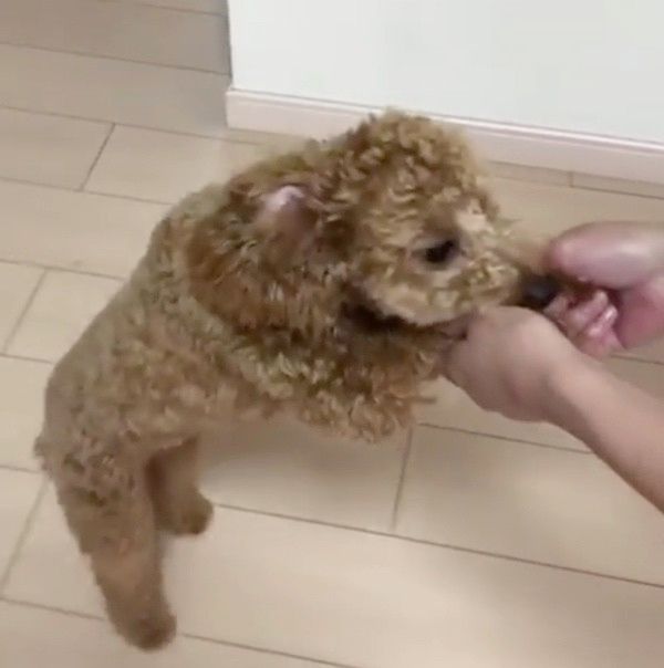 歩くトイ・プードル