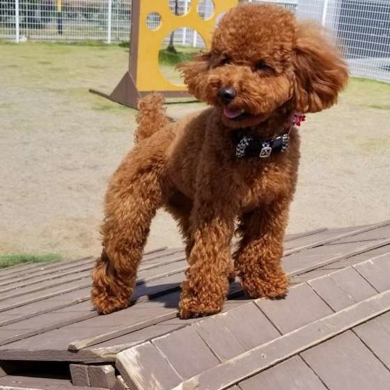 ドッグランで遊ぶトイ・プードル