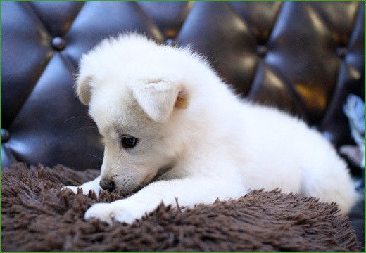 しろい犬 白い犬 ぬいぐるみ《レトロ》 - メルカリ