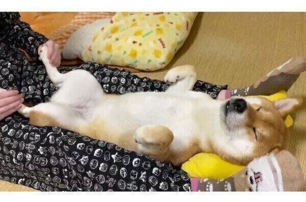 マッサージにうっとりするゆきちゃん