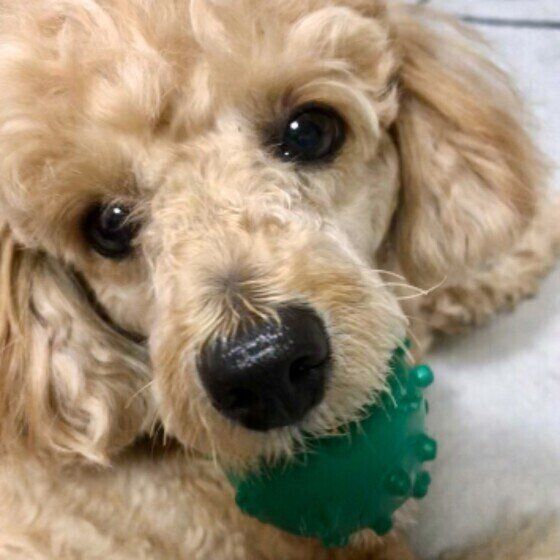 愛犬が室内で「マーキング」をする場合の対処法は? いぬのきもち