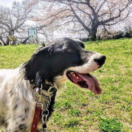 イングリッシュ・セター