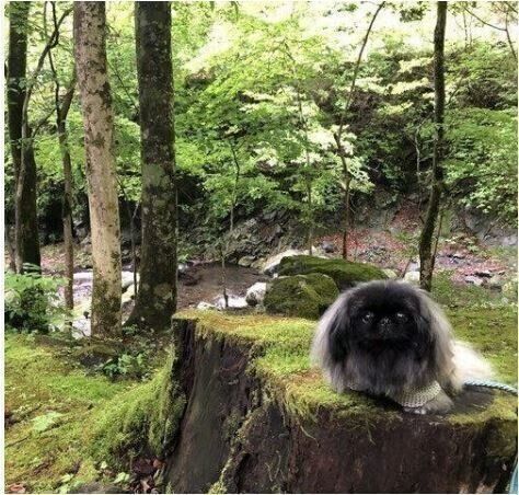 切り株の上に座るあんこちゃん