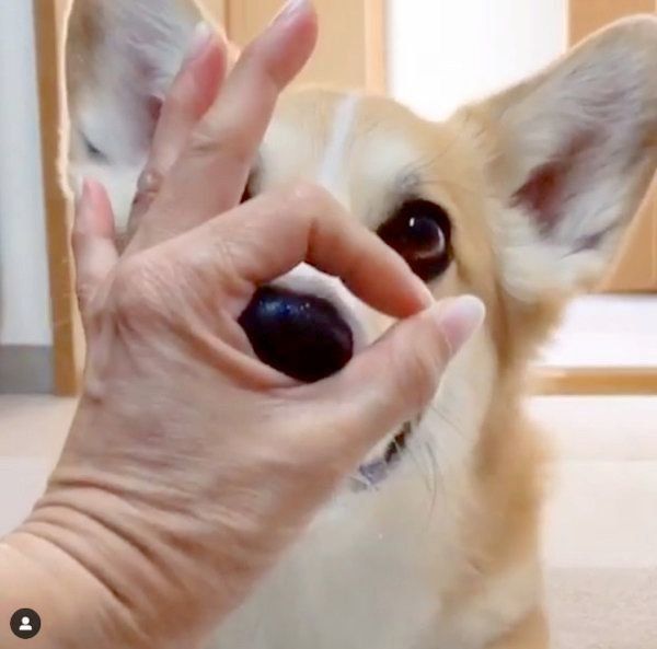 芸達者なコーギー