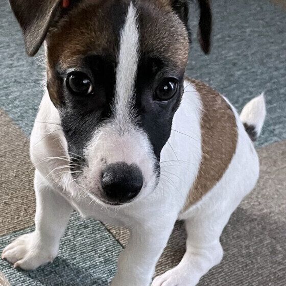 ジャックラッセルテリアの 冬悟くん