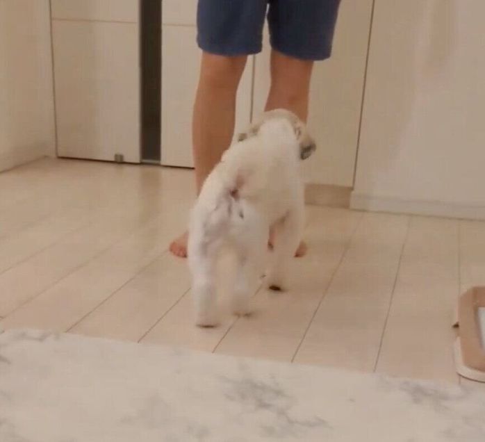 パパさんのもとに行くうめまるくん