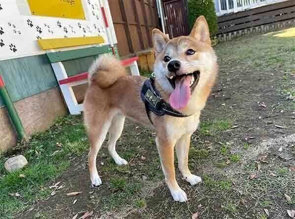 ドッグランで遊ぶいそべくん