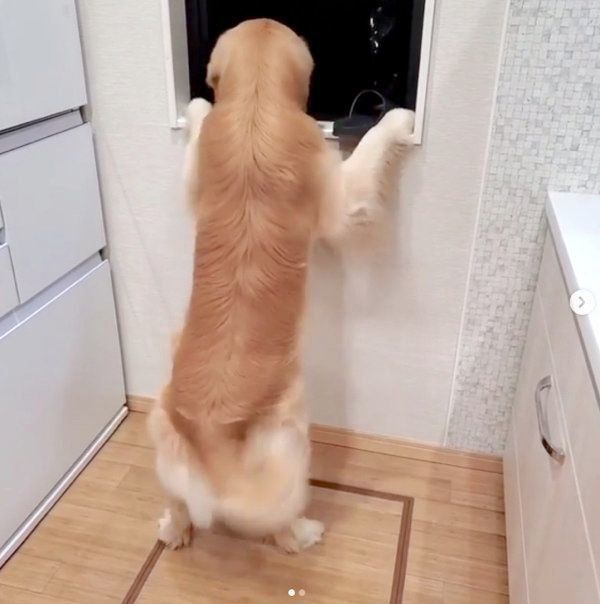 パパさんを探すアランくん