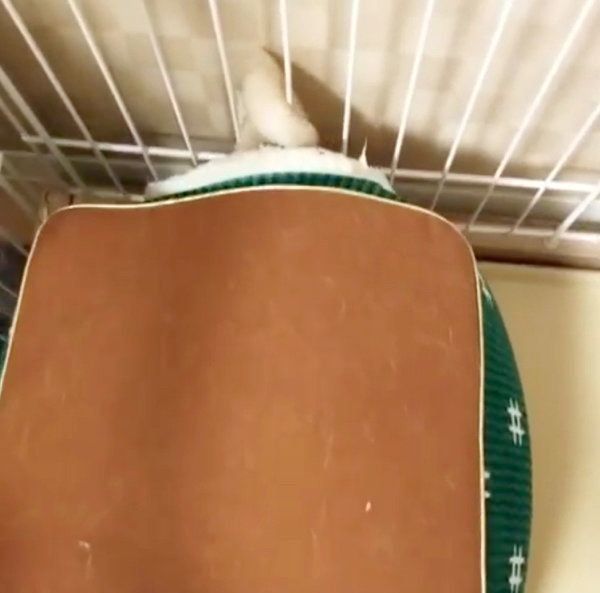 こたつに入るパグ