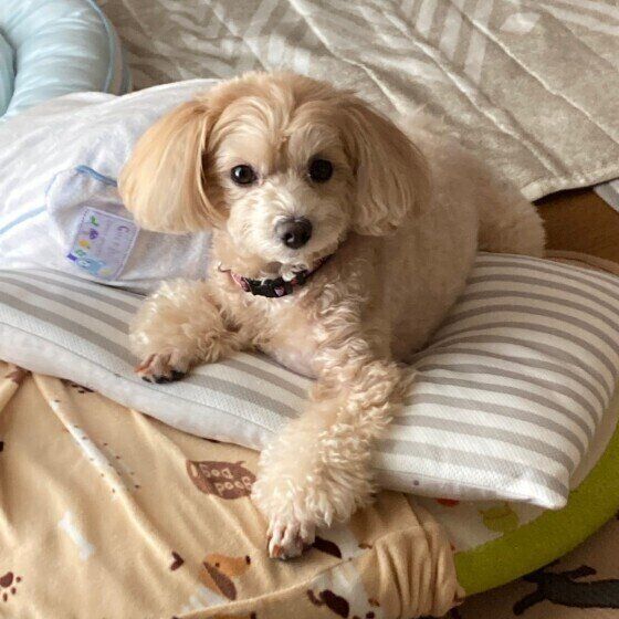 愛犬が足にしがみついてくるのはなぜ 理由や対処法を獣医師に聞いた いぬのきもちweb Magazine