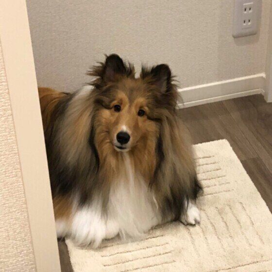 見つめるシェットランド・シープドッグ