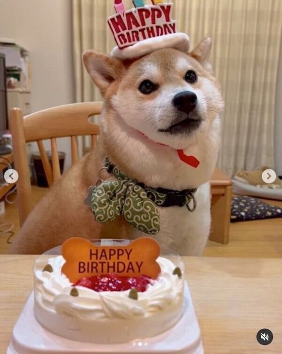 6才になったラテくん