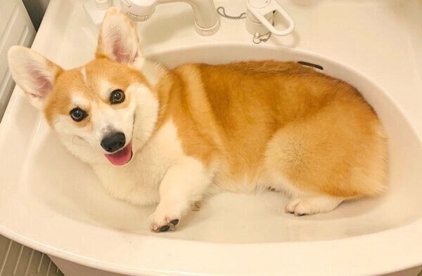 見つめるガブちゃん