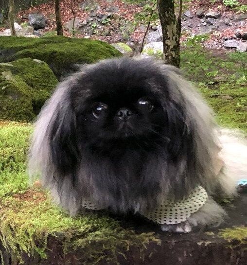 切り株の上に座るあんこちゃん