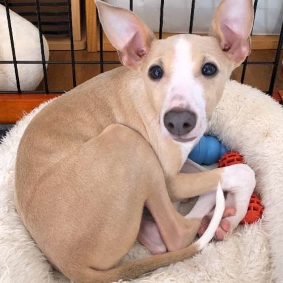 イタリアン・グレーハウンド