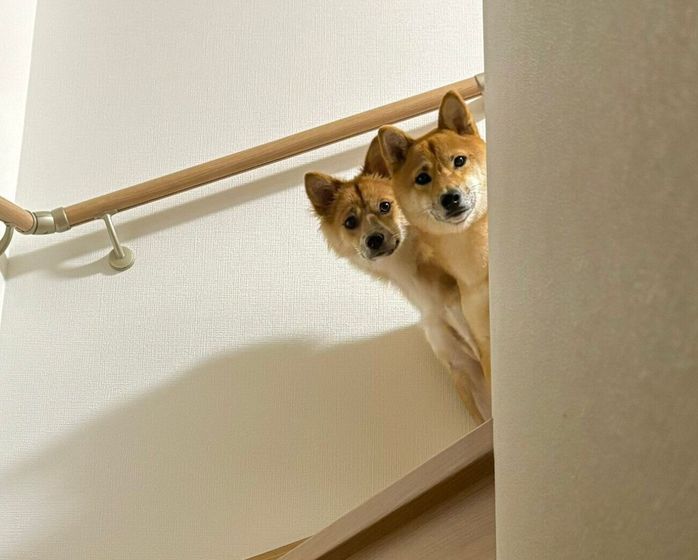 帰宅した飼い主さんを見つめるまろちゃん、なのちゃん