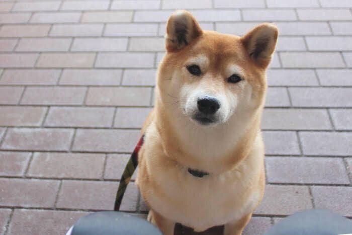 柴犬マロたん、じぃじと暮らした6年と、それからの8年｜いぬのき