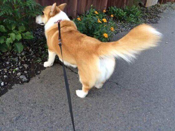 お散歩中にしっぽをふりふり