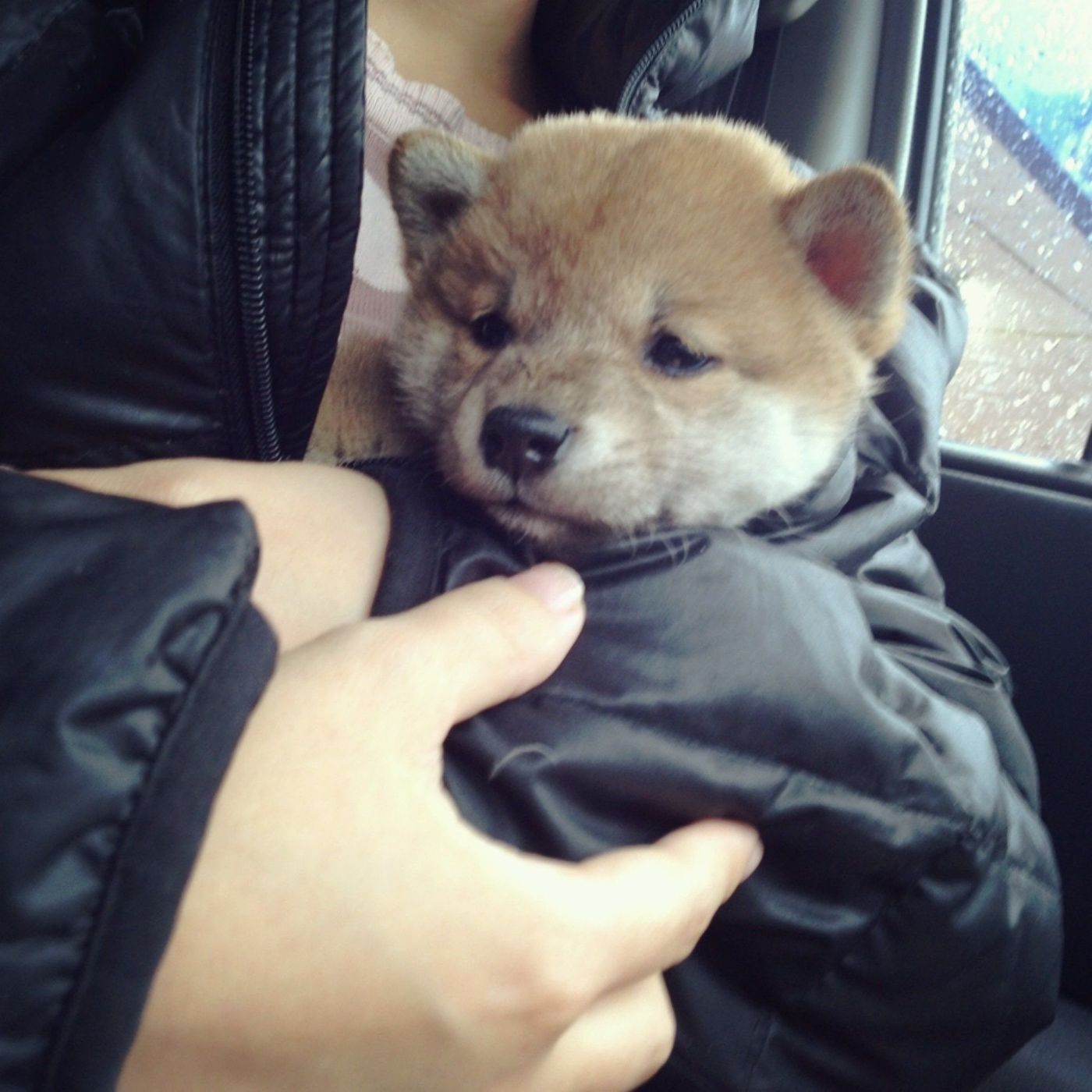 新連載 柴犬ももと猫たち Vol 2 どんな名前にしよう いぬのきもちweb Magazine 新連載 柴犬ももと猫たち Vol 2 どんな名前にしよう いぬのきもちweb Magazine