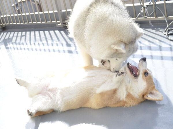 じゃれ合うキャリーちゃんとムギちゃん