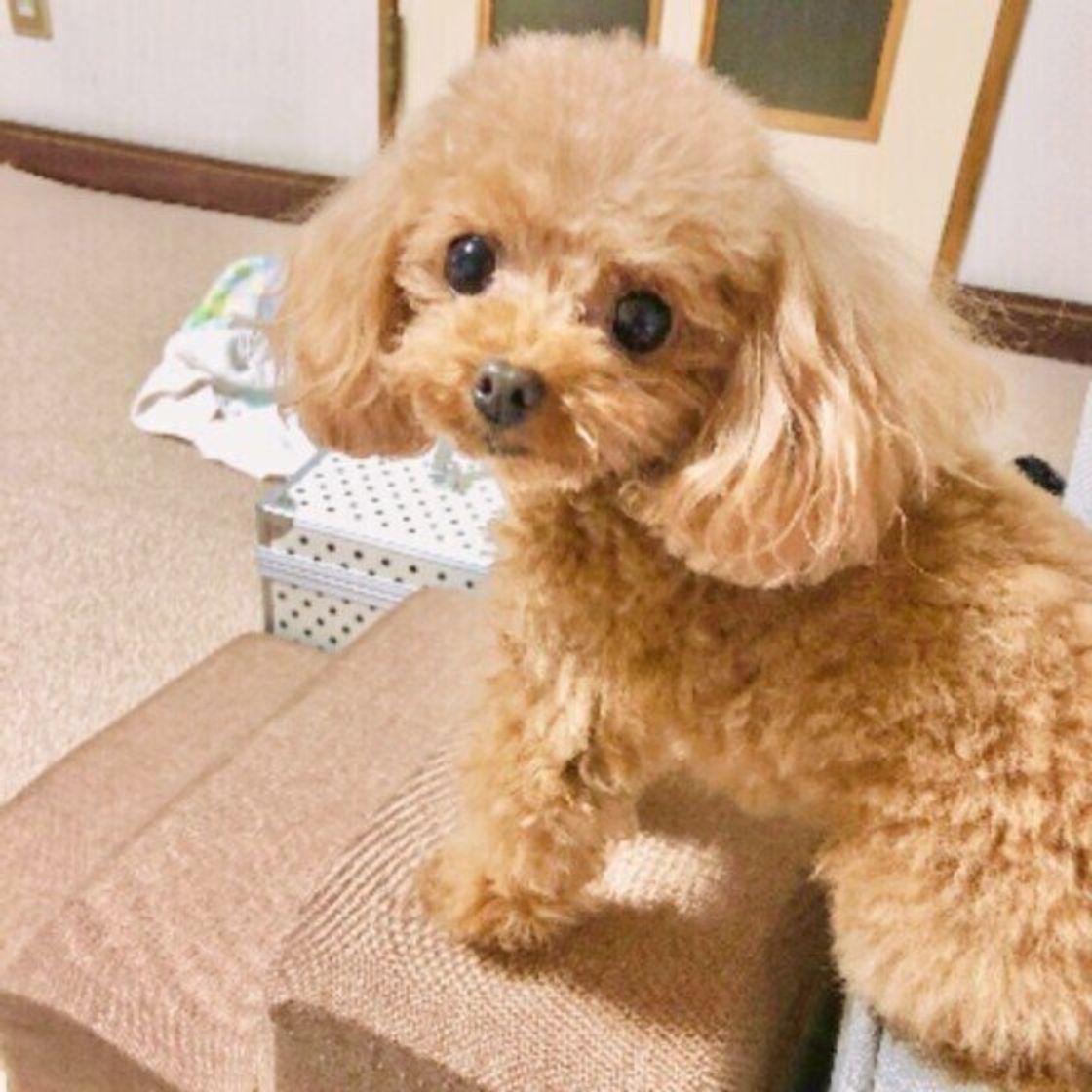 トイ プードル部門 21年人気名前ランキング発表 二文字の名前が続々登場 いぬのきもちweb Magazine トイ プードル部門 21年人気名前ランキング発表 二文字の名前が続々登場 いぬのきもちweb Magazine