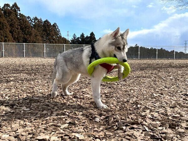 怪しい動きをするいちみちゃん