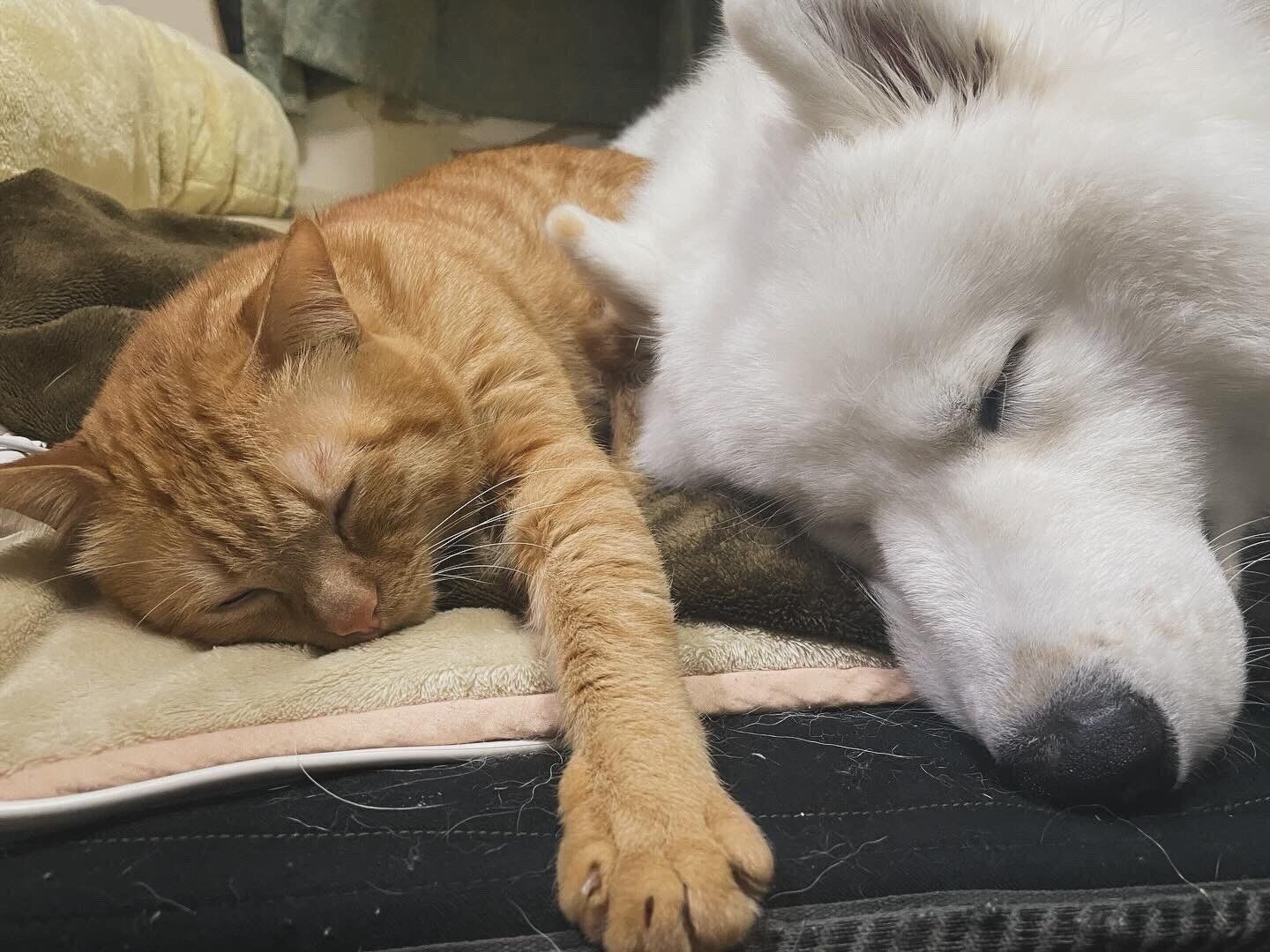 仲良く眠るフクくん、タタくん