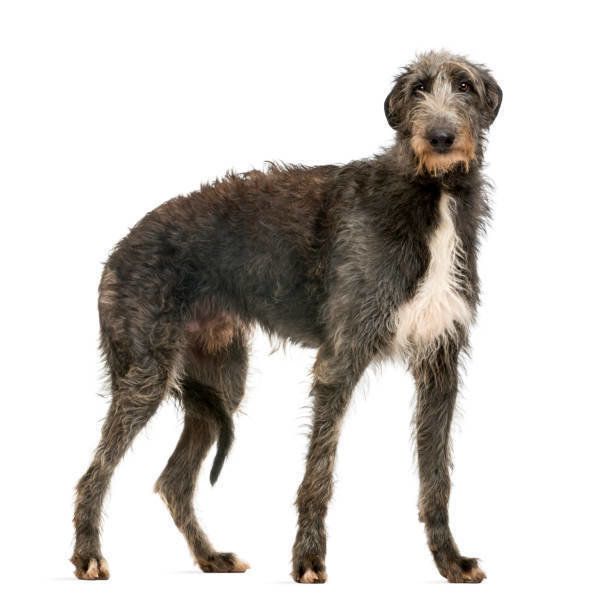 ディアハウンド