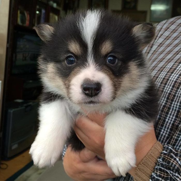 コーギーのジェイドくん(子犬期)