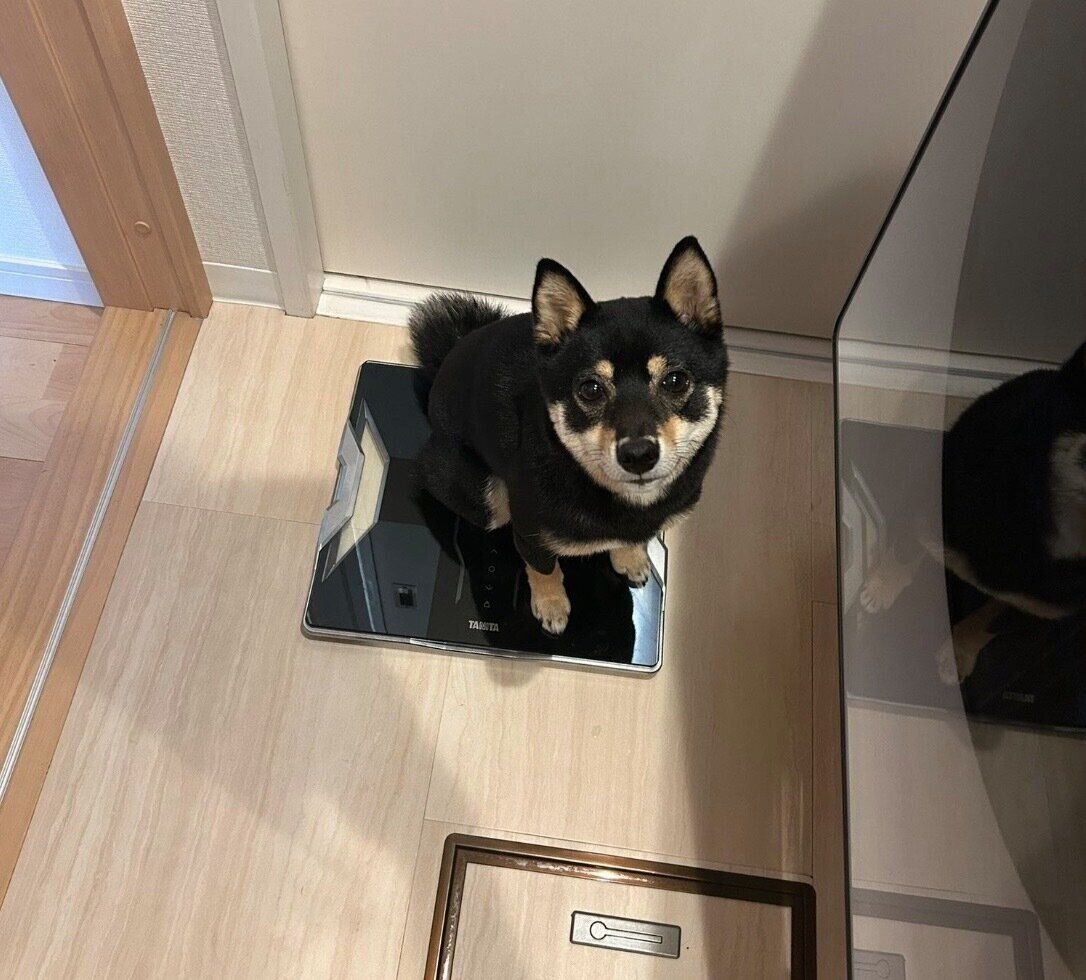 体重計に乗るごまちゃん