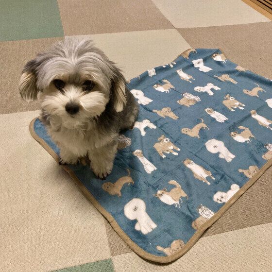 Ｍｉｘ（雑種）小型犬　すみっこがすき