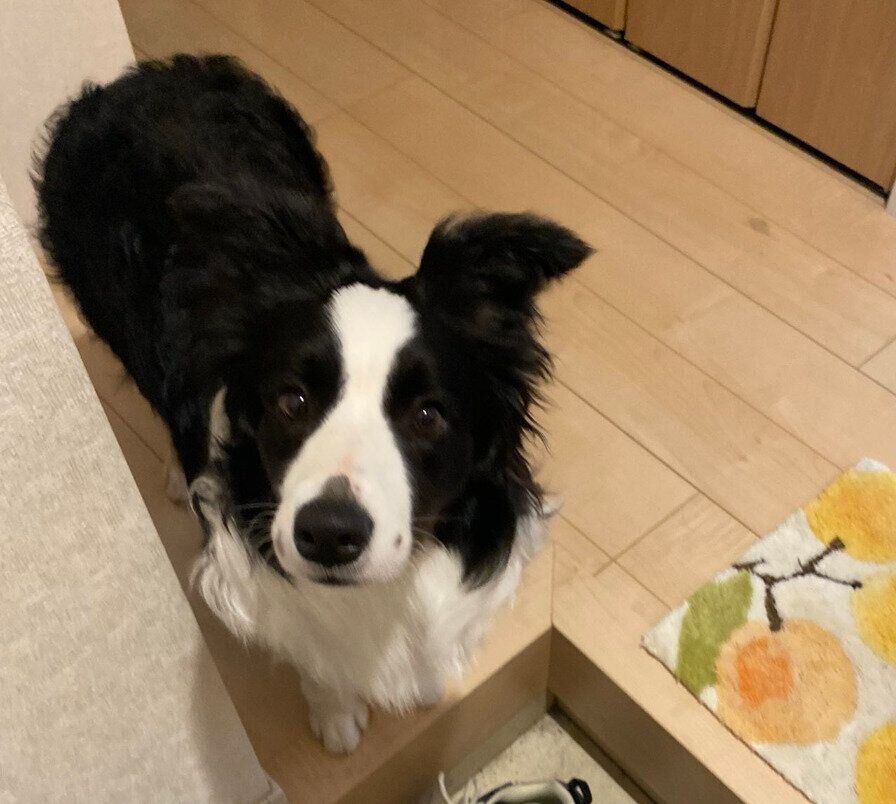 飼い主さんの帰宅時にお出迎えをするななちゃん