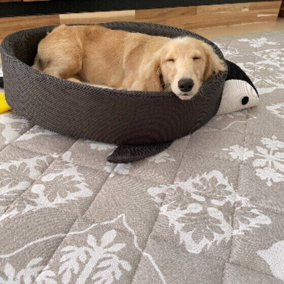 ミニチュア・ダックスフンドのロンくん